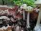 Gyilkos galóca (Amanita phalloides), Budai-hegység